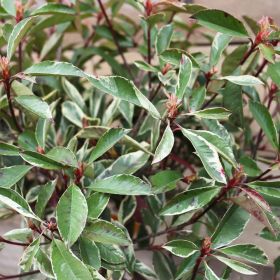 Photinia 'Pink Marble' 8 Litre
